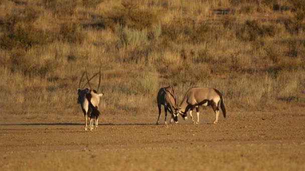 Gemsbok Antelopes Oryx Gazella 为领土而战 南非卡拉哈里沙漠 — 图库视频影像