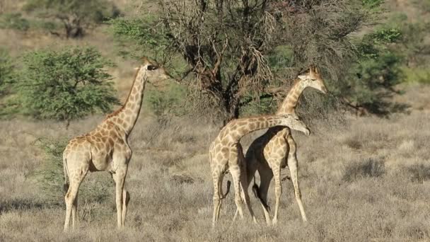 Two Giraffe Bulls Giraffa Camelopardalis Fighting Kalahari Desert South Africa — Stock Video