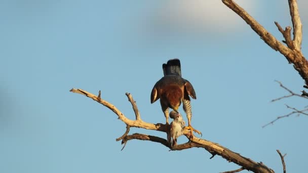 Red Necked Falcon Falco Chiquera Eating Bird Prey South Africa — Stock Video