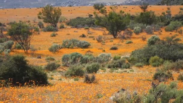 Landschaft Mit Bunten Wildblumen Die Wind Wehen Namaqualand Nordkap Südafrika — Stockvideo