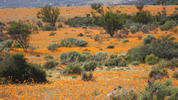 Paesaggio Con Fiori Selvatici Dai Colori Vivaci Che Ondeggiano Nel — Video Stock