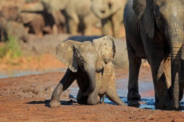 Çamurda oynayan şirin bir Afrika fili (Loxodonta africana), Addo Fil Ulusal Parkı, Güney Afrika