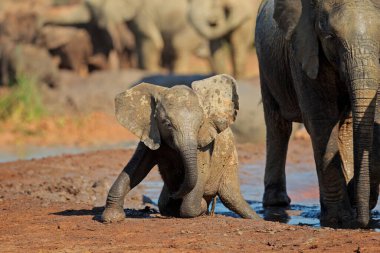 A cute baby African elephant (Loxodonta africana) playing in mud, Addo Elephant National Park, South Africa clipart