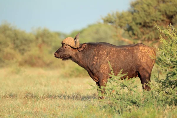 Μια Αφρικανική Buffalo Syncerus Caffer Στο Φυσικό Περιβάλλον Mokala Εθνικό — Φωτογραφία Αρχείου