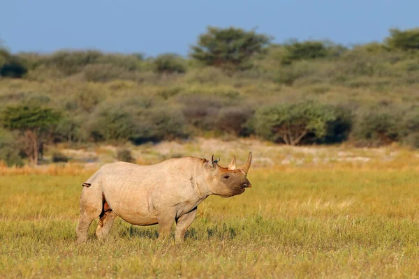 Rinoceronte Negro Ameaçado Diceros Bicornis Habitat Natural África Sul — Fotografia de Stock