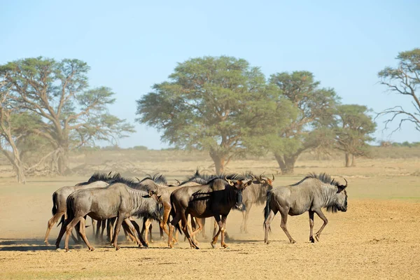 Herd Blue Wildebeest Connochaetes Taurinus Dusty Dry Riverbed Kalahari Desert — Stock Photo, Image