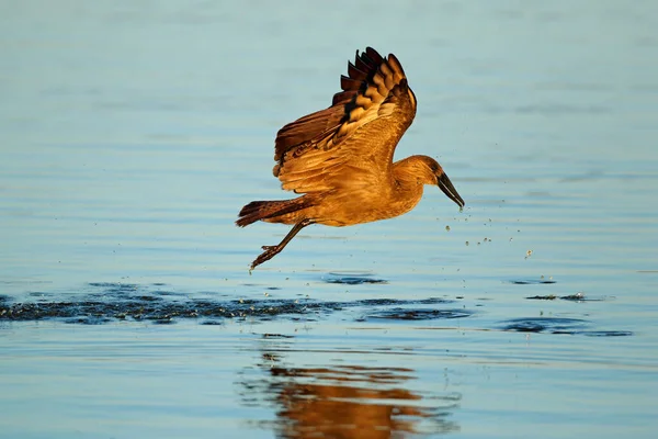 Hamerkop Bird Scopus Umbretta Flight Water Kruger National Park South — Stock Photo, Image