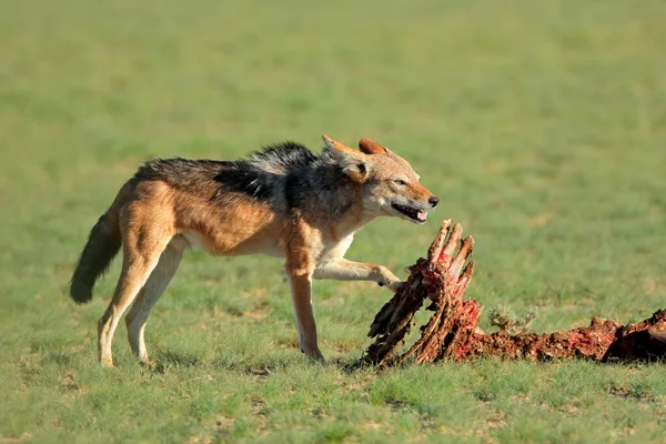 Black Backed Jackals Canis Mesomelas Scavenging Remains Antelope Kalahari South — Stock Photo, Image