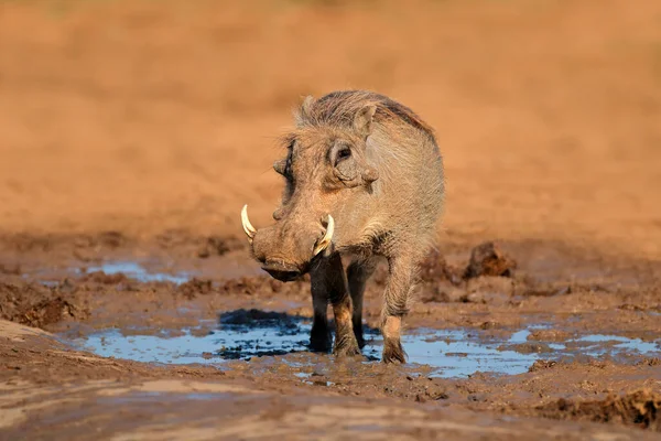 Warthog Phacochoerus Africanus Přírodní Vodní Díry Jihoafrická Republika — Stock fotografie
