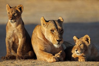 Yavruları olan bir dişi aslan (Panthera leo) sabahın erken saatlerinde, Kalahari Çölü, Güney Afrika