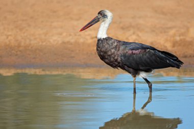Tüylü boyunlu leylek (Ciconia piskoposluğu) sığ sularda duruyor, Güney Afrika