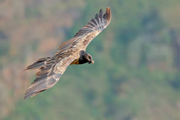 Een Bedreigde Gier Met Baard Gypaetus Barbatus Tijdens Vlucht Zuid — Stockfoto