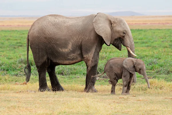 African Elephant Loxodonta Africana Cow Young Calf Amboseli National Park — Stock Photo, Image