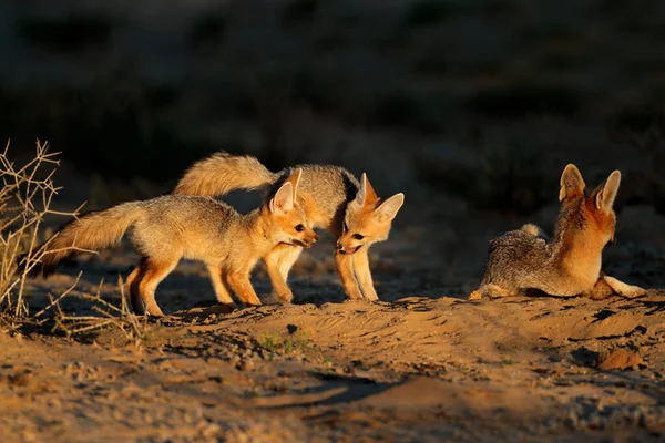 Raposas Cabo Vulpes Chama Seu Covil Luz Manhã Cedo Deserto — Fotografia de Stock