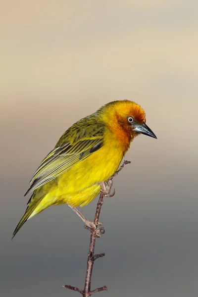 Male Cape Weaver Ploceus Capensis Perched Branch South Africa — Stock Photo, Image
