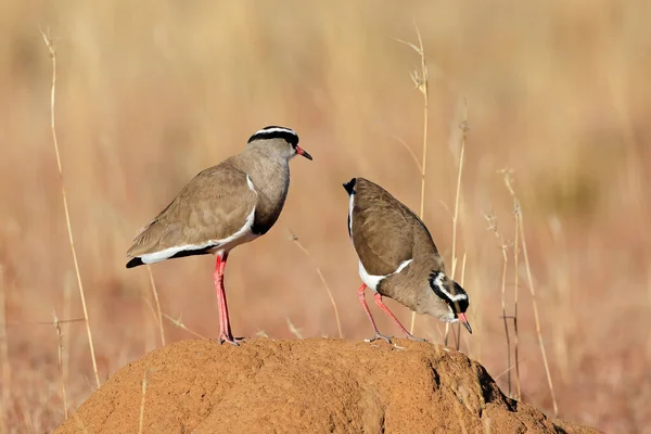 Dos Chorlitos Coronados Vanellus Coronatus Pie Sobre Hormiguero Sudáfrica — Foto de Stock