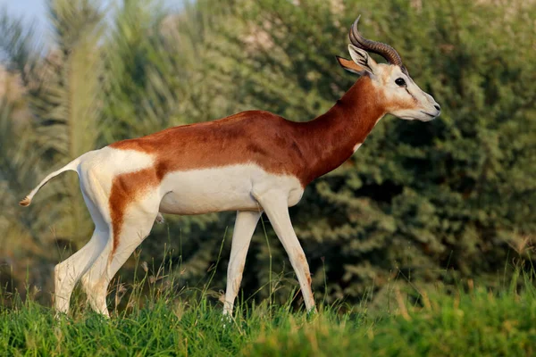 Homem Criticamente Ameaçado Dama Gazelle Nanger Dama África Norte — Fotografia de Stock