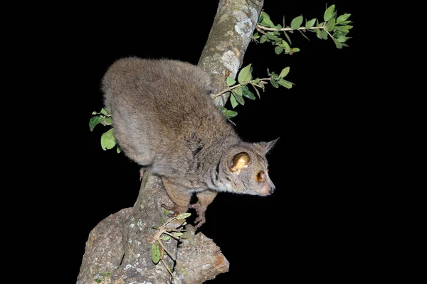 Nocturnal Greater Galago Bushbaby Otolemur Crassicaudatus Tree South Africa — Stock Photo, Image