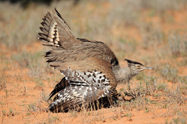 Мужской кори bustard (Ardeotis kori) дисплей, пустыня Калахари, Южная Африка
