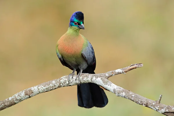 Colorido Turaco Cresta Púrpura Tauraco Porphyreolophus Sudáfrica —  Fotos de Stock