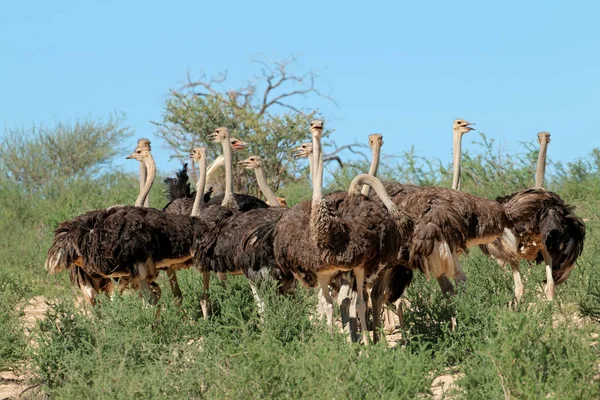 Skupina Pštrosů Struthio Camelus Přírodním Prostředí Poušť Kalahari Jihoafrická Republika — Stock fotografie