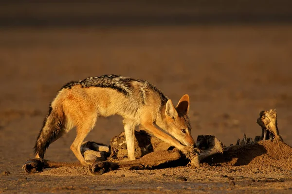 Чорноспинні Шакали Canis Mesomelas Очищають Рештки Антилопи Калахарі Південна Африка Стокова Картинка