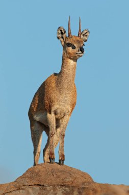 Küçük bir klipspringer antilobu (Oreotragus oreotragus) bir kayanın üzerinde duruyor, Kruger Ulusal Parkı, Güney Afrika