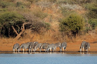 Zebra sürüsü (Equus burchelli) içme suyu, Kruger Ulusal Parkı, Güney Afrika