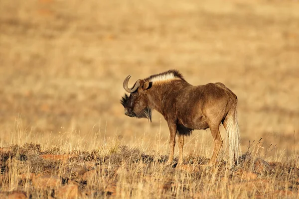 Ein Schwarzes Gnu Connochaetes Gnou Natürlichem Lebensraum Mountain Zebra National — Stockfoto