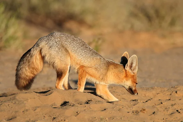 南非卡拉哈里沙漠角狐狸 Vulpes Chama 在洞穴中挖掘 — 图库照片