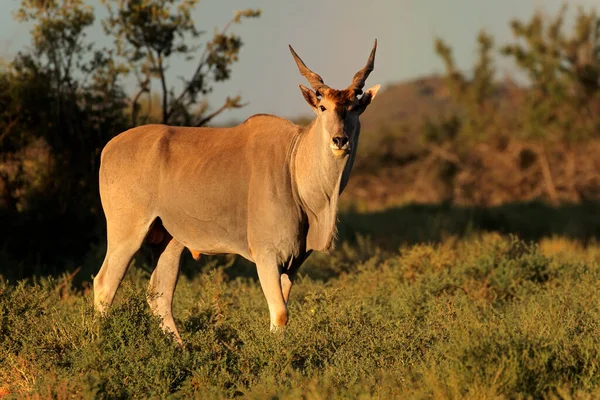 Antílope Elande Tragelaphus Oryx Habitat Natural Parque Nacional Mokala África — Fotografia de Stock