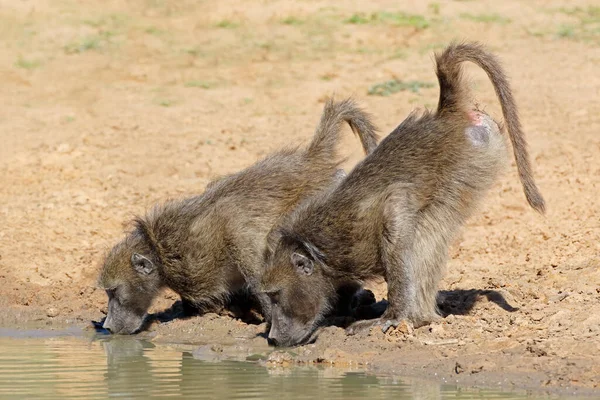 Two Chacma Baboons Papio Ursinus Drinking Water Mkuze Game Reserve — Stock Photo, Image