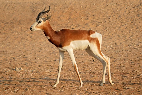 Man Ernstig Bedreigd Dama Gazelle Nanger Dama Noord Afrika — Stockfoto