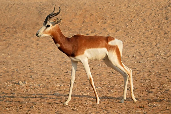 Männliche Vom Aussterben Bedrohte Dama Gazelle Nanger Dama Nordafrika — Stockfoto