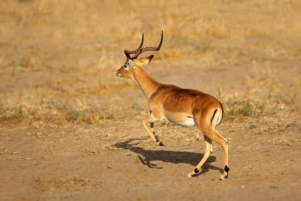 Impala Macho Antílope Aepyceros Melampus Corriendo Parque Nacional Kruger Sudáfrica — Foto de Stock