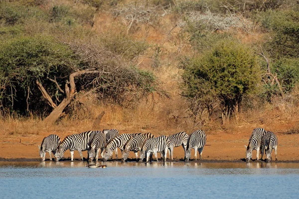 Alföldi Zebracsorda Equus Burchelli Ivóvíz Kruger Nemzeti Park Dél Afrika — Stock Fotó