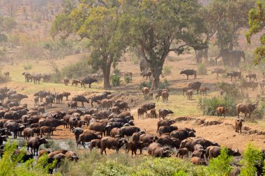 Büyük bir Afrika bufalo sürüsü (Syncerus caffer) Güney Afrika 'daki Kruger Ulusal Parkı' nda bir nehirde