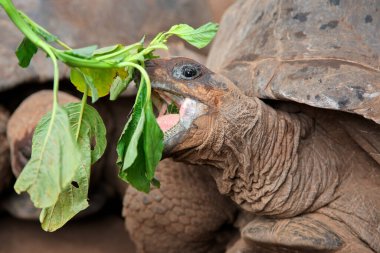 Aldabra dev kaplumbağasının portresi (Aldabrachelys dev çay), Zanzibar