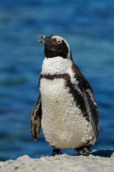 Ein Afrikanischer Pinguin Spheniscus Demersus Auf Küstenfelsen Westkap Südafrika — Stockfoto