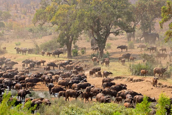 Grande Mandria Bufali Africani Syncerus Caffer Fiume Kruger National Park — Foto Stock