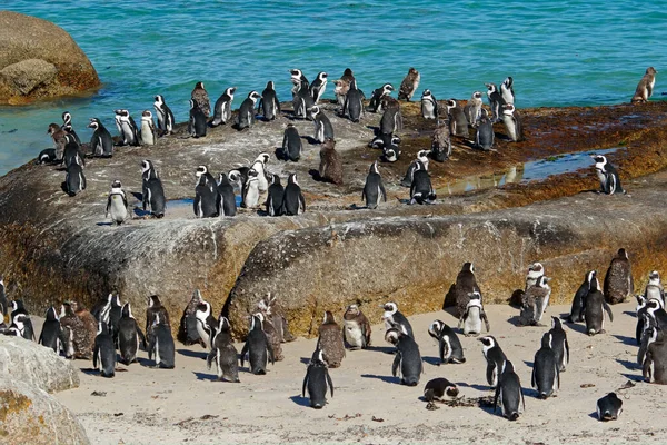 Grupo Pingüinos Africanos Spheniscus Demersus Sentados Rocas Costeras Western Cape — Foto de Stock