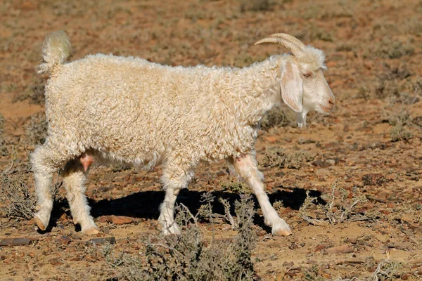 Une Chèvre Angora Dans Une Ferme Rurale Africaine Plein Air — Photo