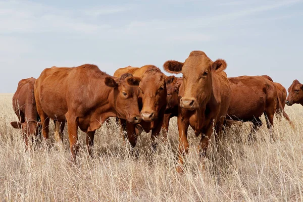 Pequeño Rebaño Ganado Campo Una Granja Rural Sudáfrica —  Fotos de Stock