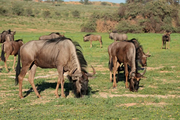 Herd Blue Wildebeest Connochaetes Taurinus Grazing Natural Habitat Kalahari South — Stock Photo, Image