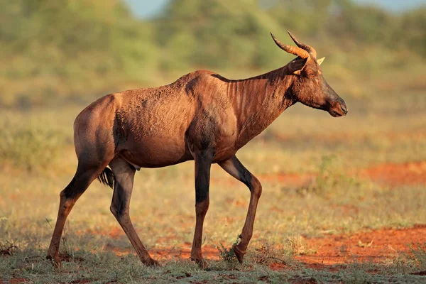 Sällsynta Tsessebe Antilop Damaliscus Lunatus Naturlig Miljö Mokala Nationalpark Sydafrika — Stockfoto