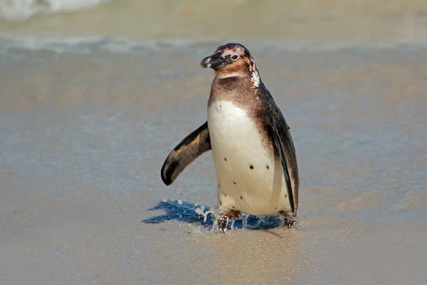 Een Jonge Afrikaanse Pinguïn Spheniscus Demersus Het Strand West Kaap — Stockfoto