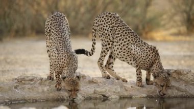 İki alarm çitası (Acinonyx jubatus) Güney Afrika 'daki Kalahari çölünde su içmektedir.