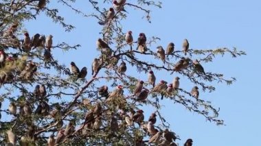 Güney Afrika 'da bir ağaç dalında oturan kızıl başlı ispinoz sürüsü (Amadina erythrocephala)