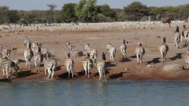 Plains zebra (Equus burchelli) bir su birikintisinde içme suyu, Etosha Ulusal Parkı, Namibya
