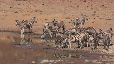 Zebra sürüsü (Equus burchelli) içme suyu, Pilanesberg Ulusal Parkı, Güney Afrika